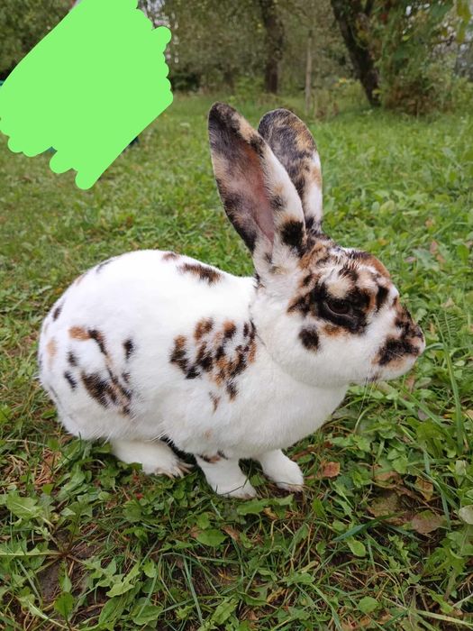 Króliki, rex trójbarwny