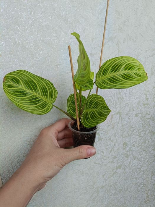 Маранта golden veins