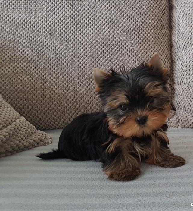 York - MINI piesek  -  GOTOWY DO ODBIORU