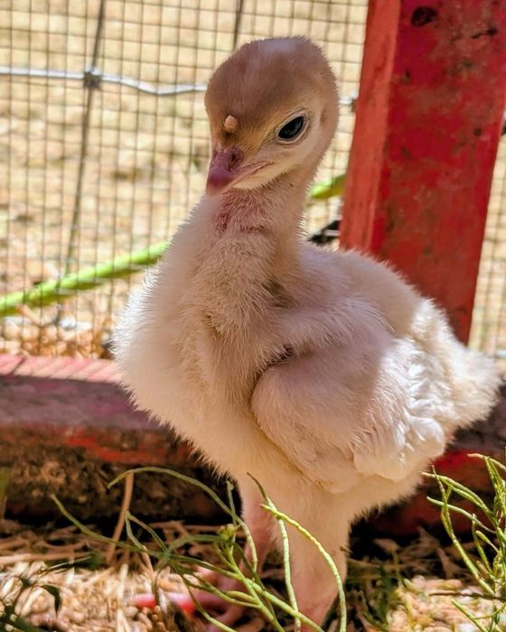 Продаж яйця інкубаційного індиків Бют8