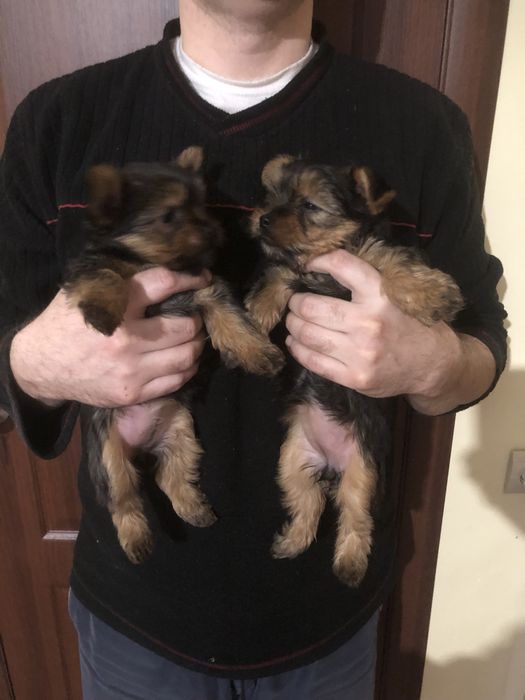 Цуценята , щенки йоркширский терʼєр