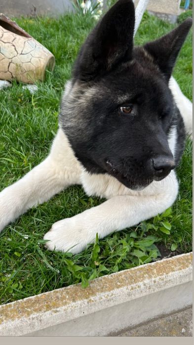 Вʼязка Американська акіта