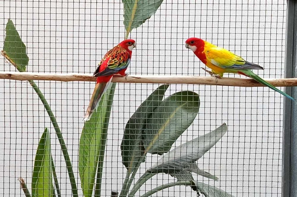 4 Casais de Roselas Eximius para Cedência