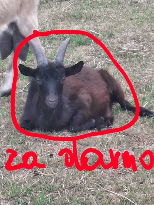 Młode koziołki !!!
