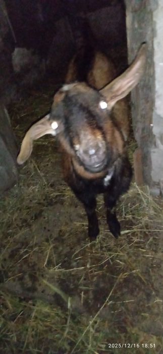 Продам альпо-нубійського козлика