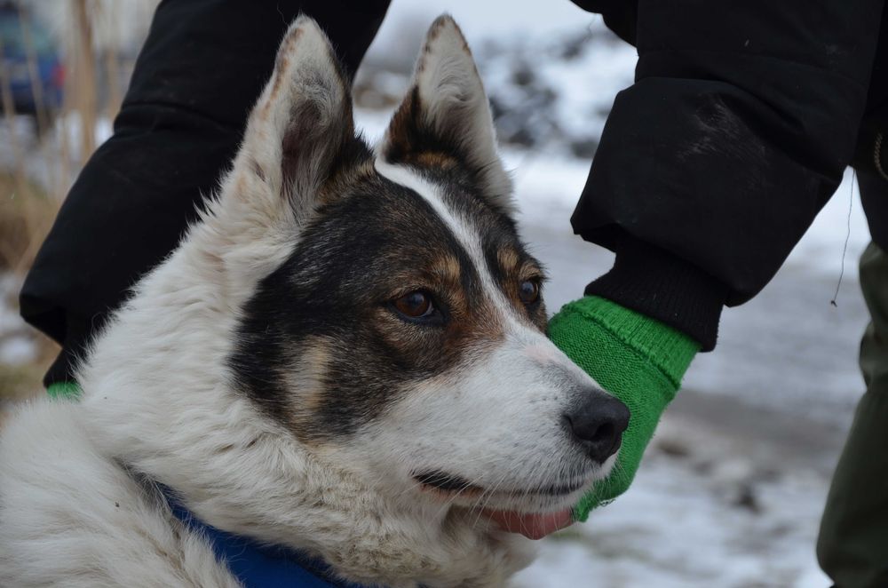 Saskia - energiczna, radosna, sunia do adopcji