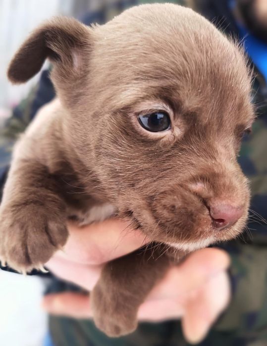 Oddam za darmo szczeniaki