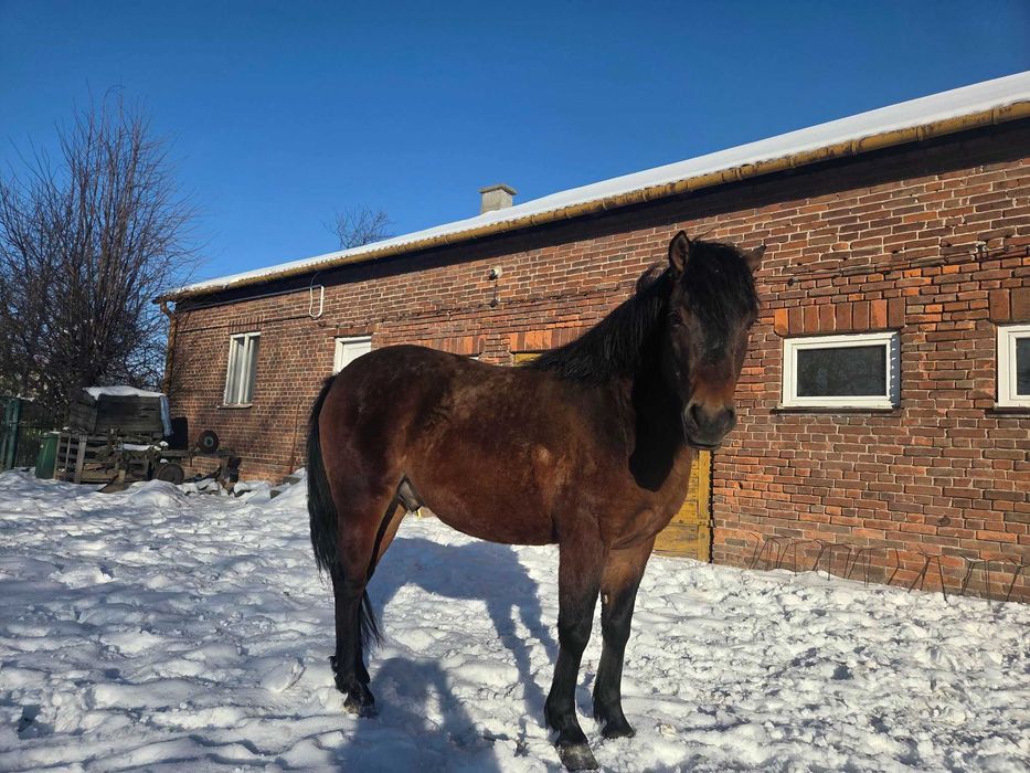 Sprzedam Ogiera Huculskiego