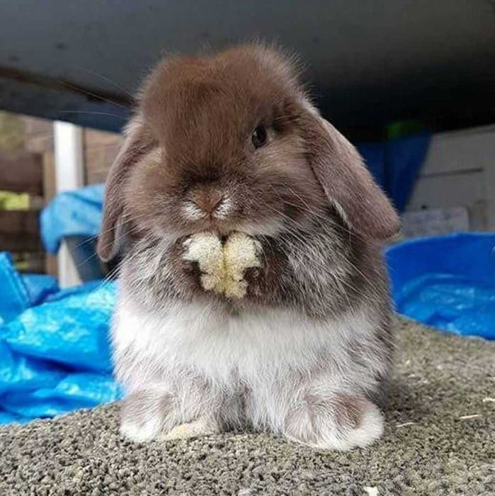 Цветные мини вислоушки крольчата, декоративный вислоухий