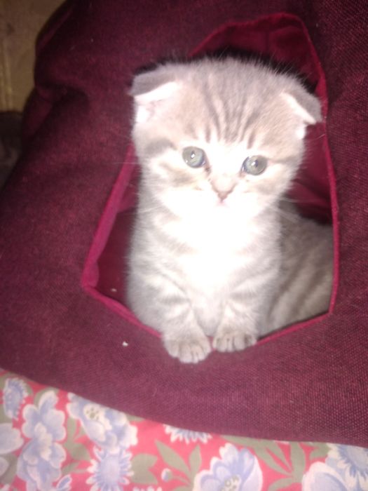 Шотландські кошенята