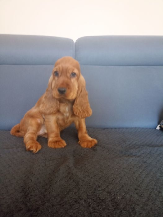 Piękne szczenie cocer spaniel Gotowe do odbioru