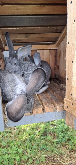 Кролики Б.В  є різні по віку