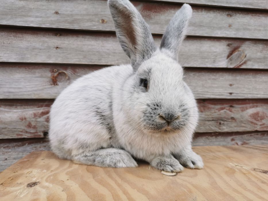 Wjs Wielki Jasnosrebrzysty