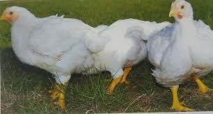 Бройлери ,курчата,качки,гуси,індики,кури