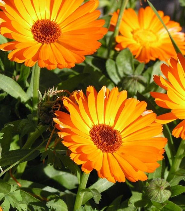 Hydrolat z nagietka 100 ml