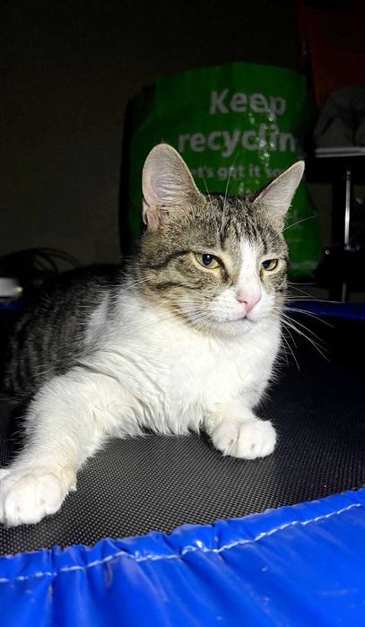 Отдам полосатого кота, 1 год, кастрирован, привит