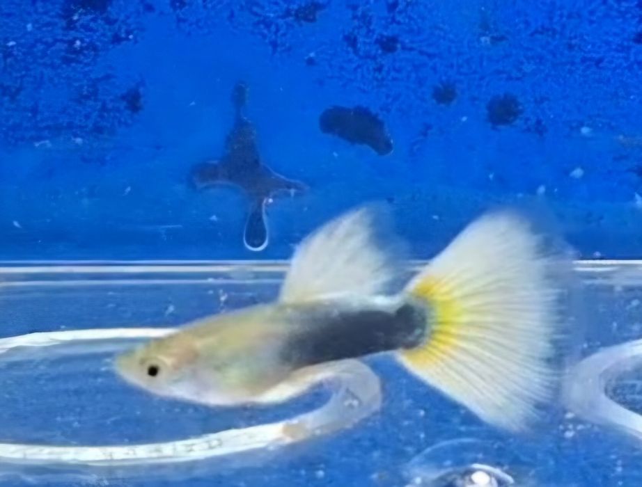 Guppys  HB white