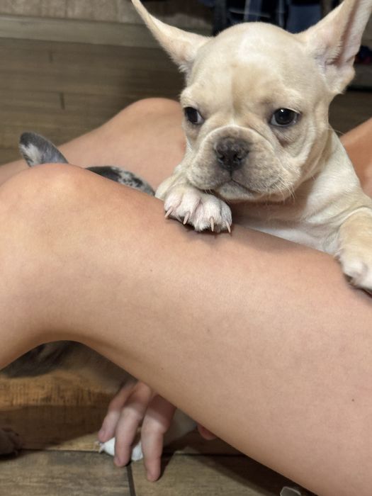 Мальчик кремовый .1,5 мес