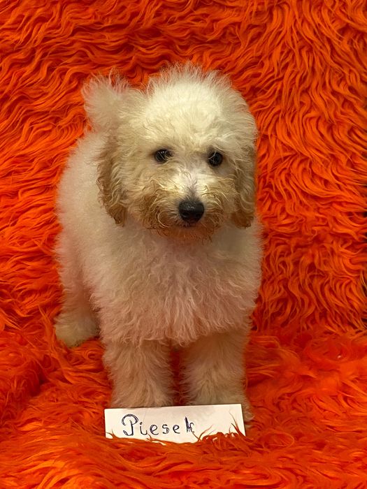 Sprzedam piękne cockapoo