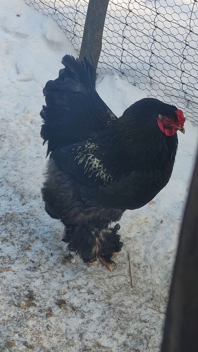 Kogut brahma sprzedam