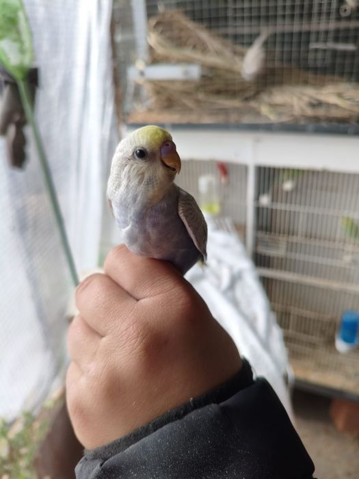 Piriquitos arco iris