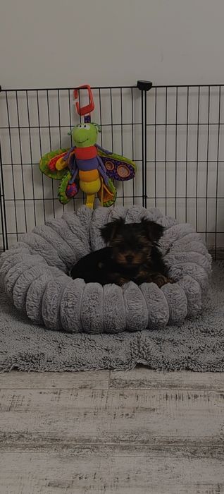 Sprzedam suczkę York