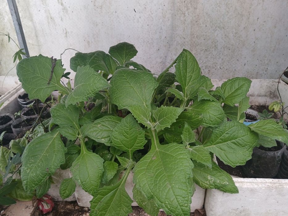 Plantas YACON  em vasos sabor a pêra