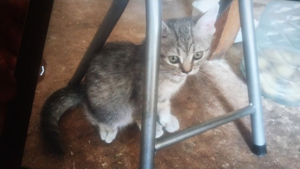 Девочка котенок скоттишь страйт 3 месяца