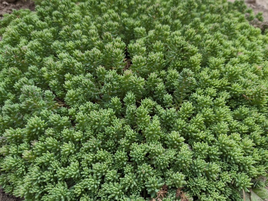 Очиток іспанський (Седум)