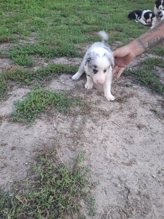 Suczka Border collie