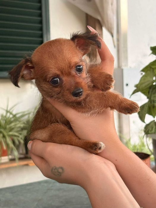 Cãozinho bebê para adopção