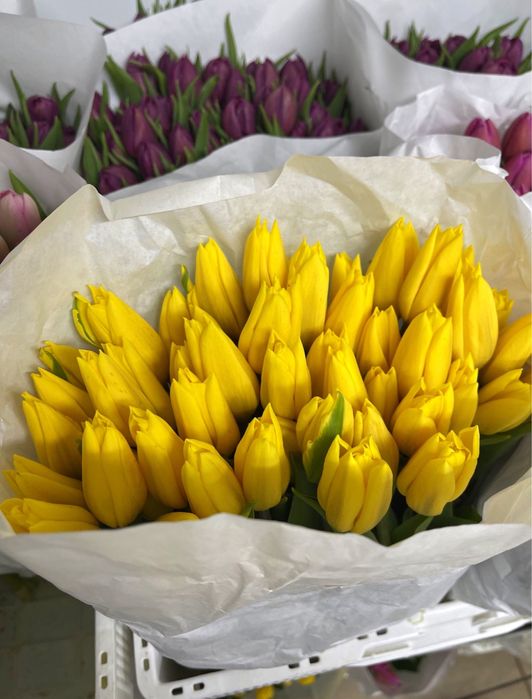 АКЦІЯ!! Тюльпани опт 8 березня, найнижча ціна у Києві