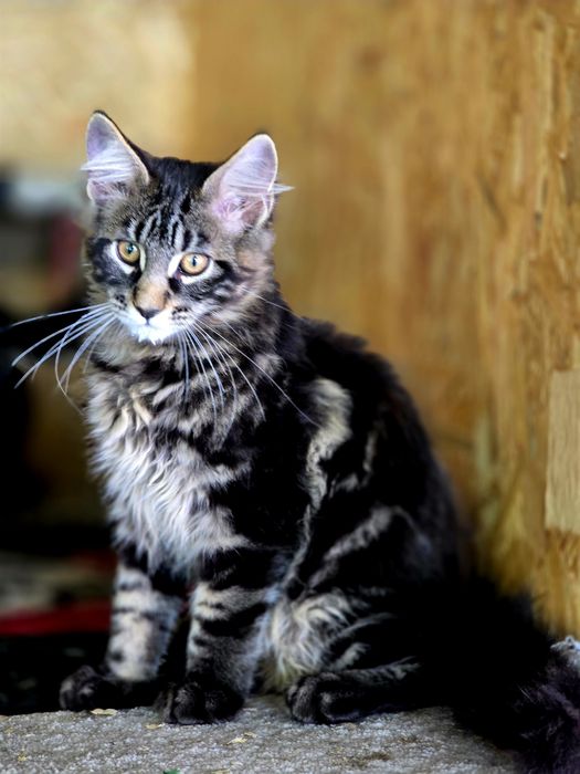 Maine Coon kocieta /