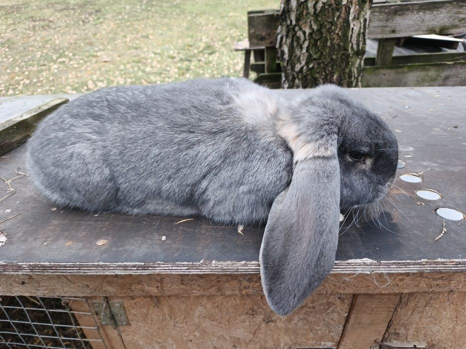 Króliki baran francuski  samiec