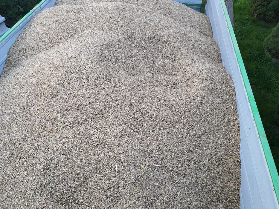 Sprzedam owies rok 2025.  Jęczmień ozimy po kwalifikacie 6 rzędowy