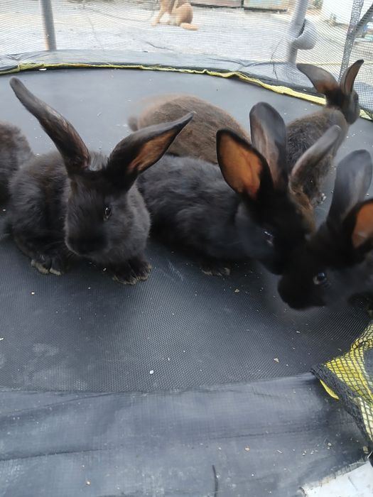 Продам свійських  кроликів