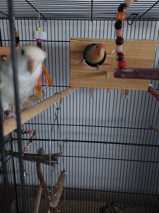 Agapórnis bebés para criar a mão