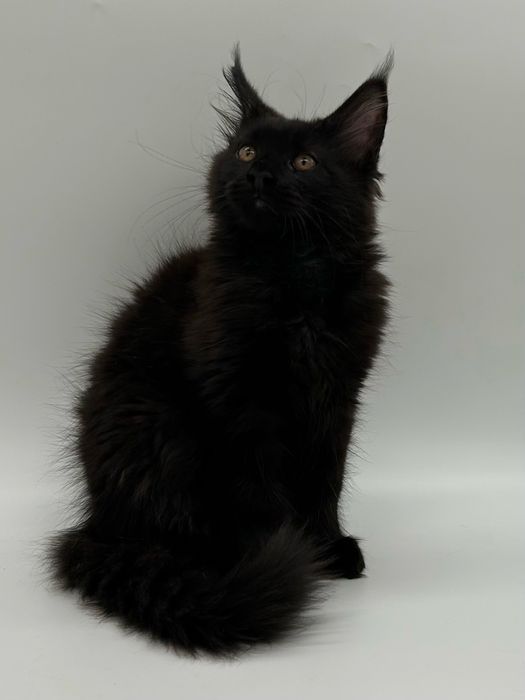 Мейн кун мальчик с документами