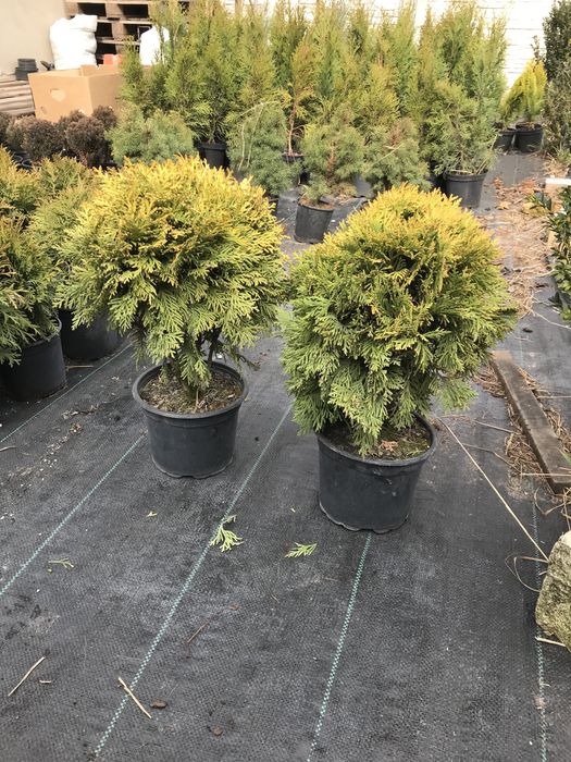Туя міріам в горшках