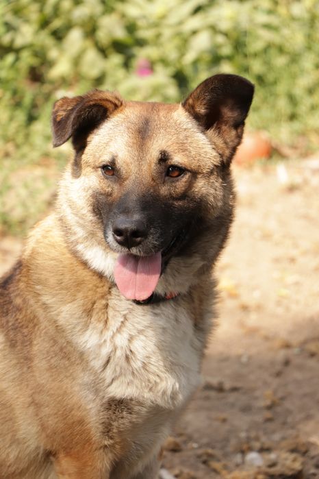 Безкоштовно в Добрі руки