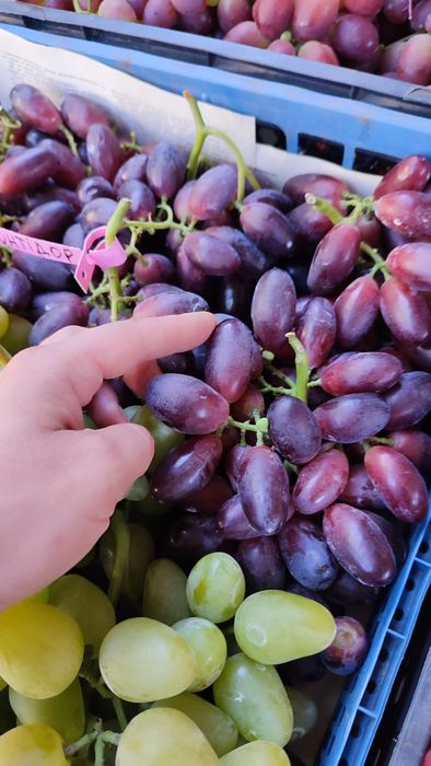 Саджанці винограду