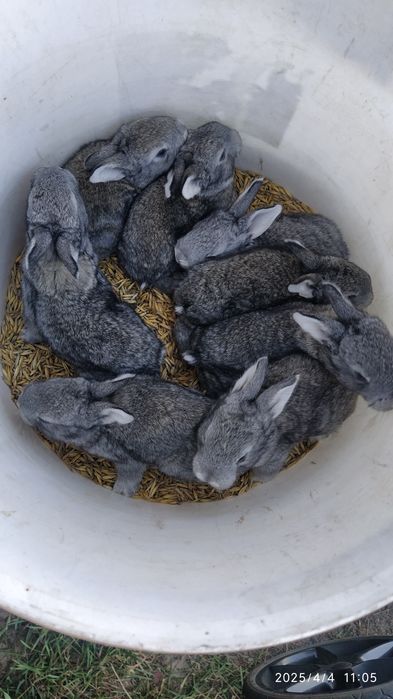 Кролики на м'ясо, тушонка