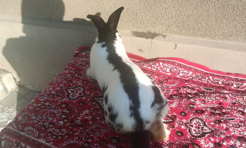 Кролик породи  Строкач чорно рябий,вік 4,5 місяців