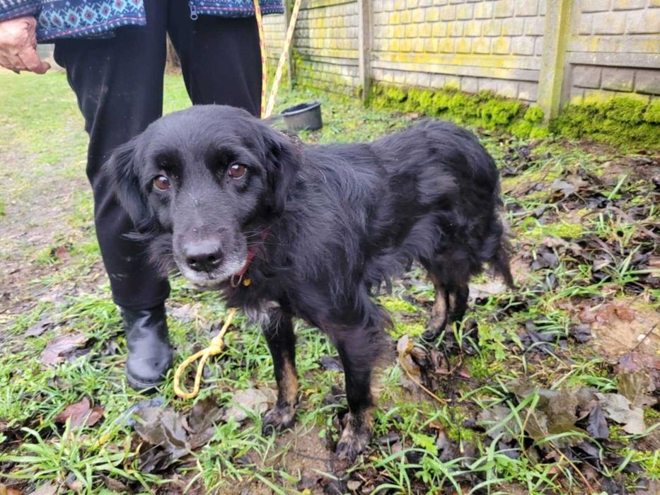 Łagodny Disel w typie mini-flat coated retrievera szuka domu !!