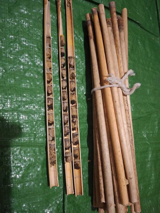 Kokony murarka rogata