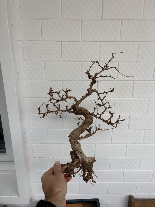 Tronco bonsai aquario