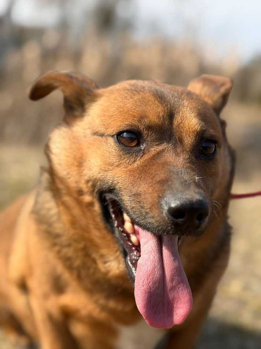 Antoś/Antałek 104996 do adopcji