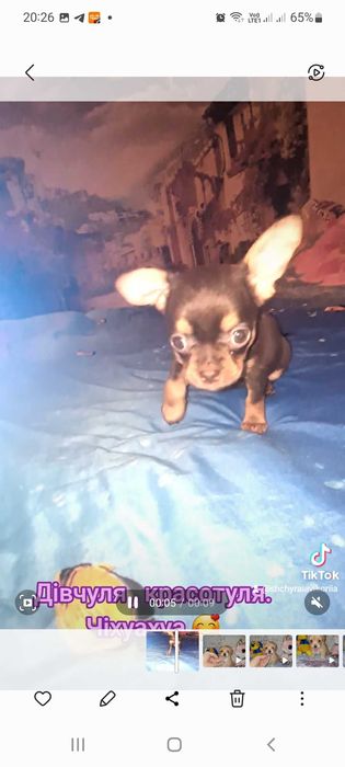 Чіхуахуа. Просто яскрава шоколадка.