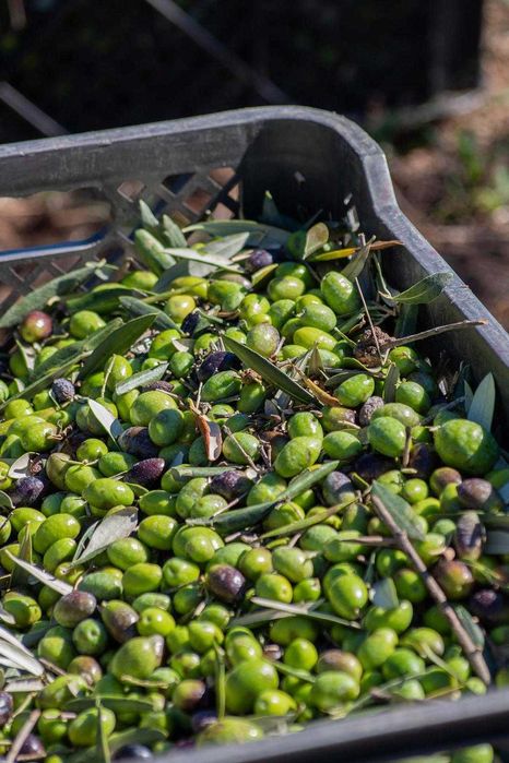 Venda de Azeites 100% biologicos