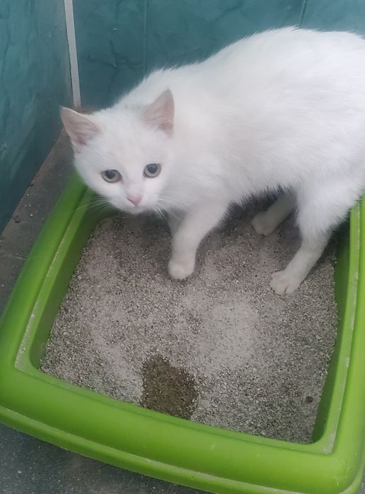 Сніжана шукає люблячу родину, та мріє про теплий дім.